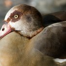 Female Mallard Duck
